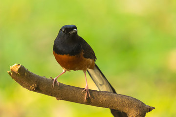 White-rumped shama