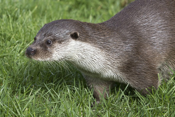 Otter (Lutra lutra)
