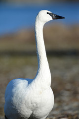 A Trumpeter Swan with Up Stretched Neck, British Columbia, Canada