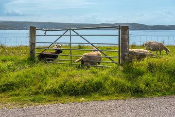 Fototapeta premium sheep ivestock