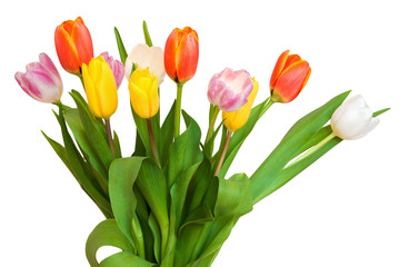 Bouquet of tulips isolated on white 
