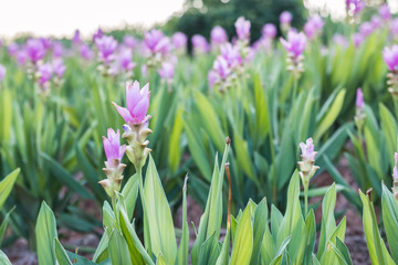 Curcuma alismatifolia or Siam tulip or Summer tulip in the garde