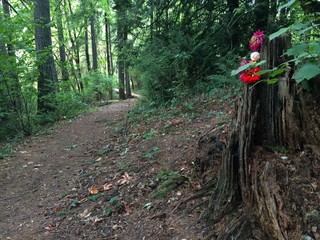 Trail through a forested park