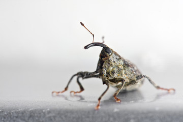 Weevil on a gray background