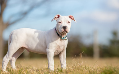 Obraz na płótnie Canvas White American Staffordshire terrier puppy standing on grass