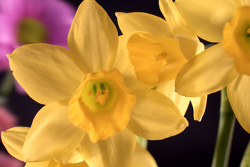 Obraz premium Narcisos