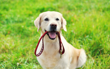 Happy Golden Retriever dog with leash sitting on grass in summer