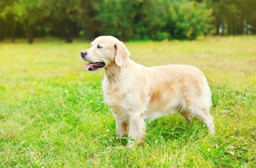 Beautiful Golden Retriever dog on grass in summer day
