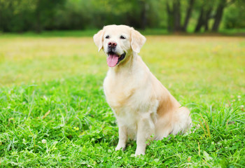 Beautiful happy Golden Retriever dog sitting on grass in summer