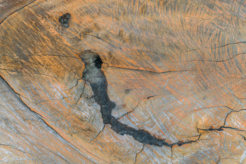 brown wooden texture - texture of bark wood use as natural background