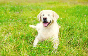 Happy Golden Retriever dog lying resting on grass in summer day