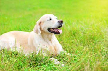 Happy Golden Retriever dog lying resting on grass in sunny summe