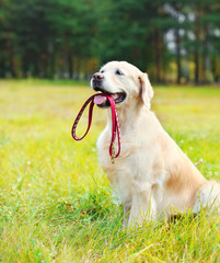 Happy Golden Retriever dog with leash sitting on grass in summer