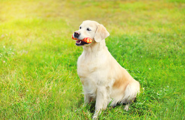 Happy Golden Retriever dog with rubber bone toy on grass in summ
