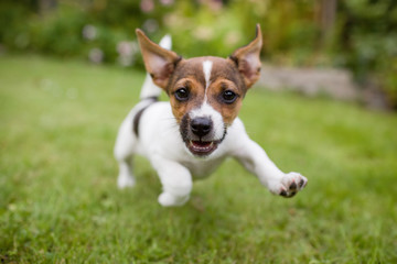 A very happy puppy is running with flappy ears trough a garden with green grass. It almost looks like he can fly. His mouth is open showing his tiny canine teeth.
