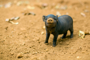 A curious looking baby piglet which is standing on brown soil is look straight at you