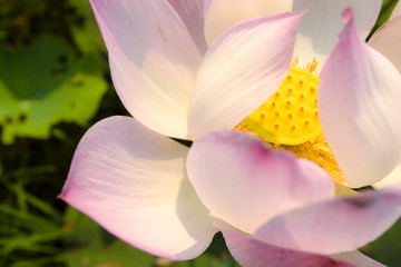 Light falls on a brightly colored lotus flower.