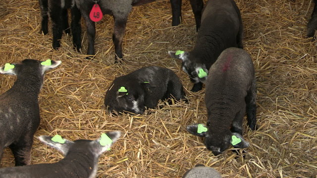 Sheep with their lambs resting in a barn