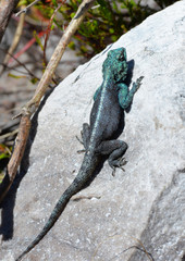 Southern Rock Agama