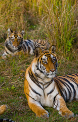 Two wild tigers are lying on grass. India. Bandhavgarh National Park. Madhya Pradesh. An excellent illustration.