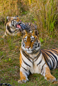 Two wild tigers are lying on grass. India. Bandhavgarh National Park. Madhya Pradesh. An excellent illustration.