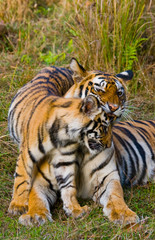 Mother and cub wild Bengal tiger in the grass. India. Bandhavgarh National Park. Madhya Pradesh. An excellent illustration.