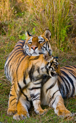 Fototapeta na wymiar Mother and cub wild Bengal tiger in the grass. India. Bandhavgarh National Park. Madhya Pradesh. An excellent illustration.