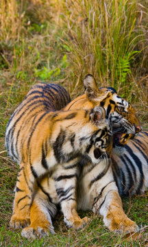 Mother and cub wild Bengal tiger in the grass. India. Bandhavgarh National Park. Madhya Pradesh. An excellent illustration.