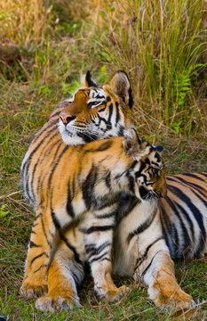 Mother and cub wild Bengal tiger in the grass. India. Bandhavgarh National Park. Madhya Pradesh. An excellent illustration.