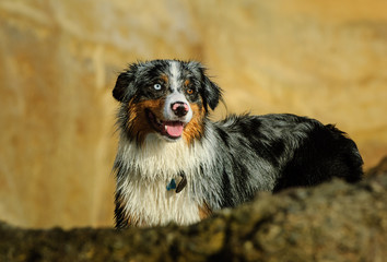 Australian Shepherd standing on rocks with bluffs 