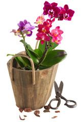 Fresh pink orchid in pot