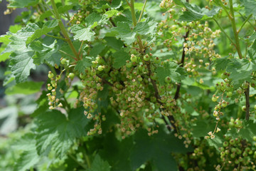 Unripe red currant berries