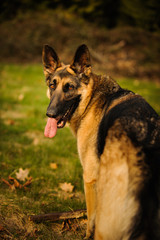 German Shepherd looking back in natural grass field