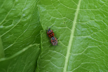 Mating red bugs