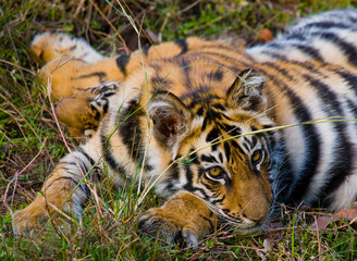 The cub wild tiger lying on the grass. India. Bandhavgarh National Park. Madhya Pradesh. An excellent illustration.
