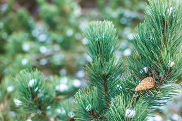 A pine tree cone hang on a branch decorated by white spots of snow.