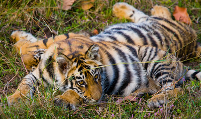 The cub wild tiger lying on the grass. India. Bandhavgarh National Park. Madhya Pradesh. An excellent illustration.