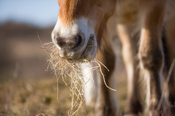 A close up of a horse mouth when he's eating dry grass. - Powered by Adobe