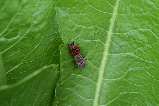 Mating red bugs