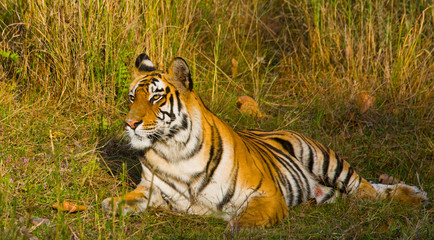 Fototapeta na wymiar Wild tiger lying on the ground. India. Bandhavgarh National Park. Madhya Pradesh. An excellent illustration.