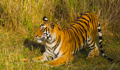 Fototapeta na wymiar The cub wild tiger playing in the grass. India. Bandhavgarh National Park. Madhya Pradesh. An excellent illustration. 