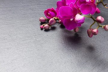 Bunch of violet orchids 