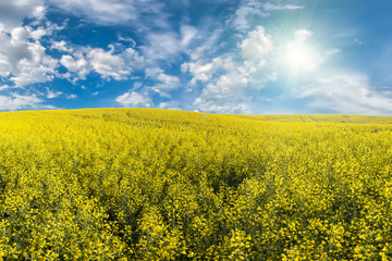 Yellow rapeseed field