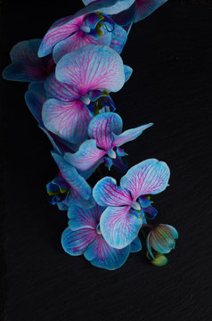 Fototapeta Bunch of violet orchids 