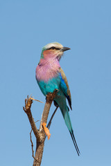 Lilac-breasted roller (Coracias caudatus), Kruger Park, South Africa
