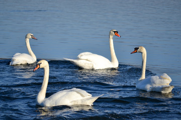 Dancing swans