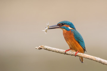 Kingfisher (Alcedo atthis) with fish, Italy
