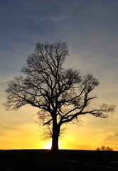Fototapeta na wymiar Baumsilhouette beim Sonnenuntergang
