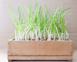green onions in a  box