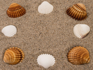 Shellfish on the sand